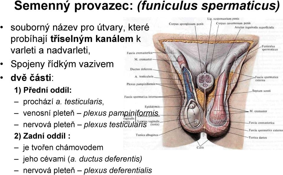 testicularis, venosní pleteň plexus pampiniformis nervová pleteň plexus testicularis 2) Zadní