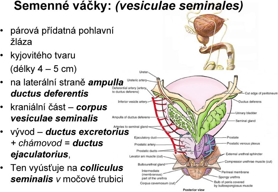 deferentis kraniální část corpus vesiculae seminalis vývod ductus