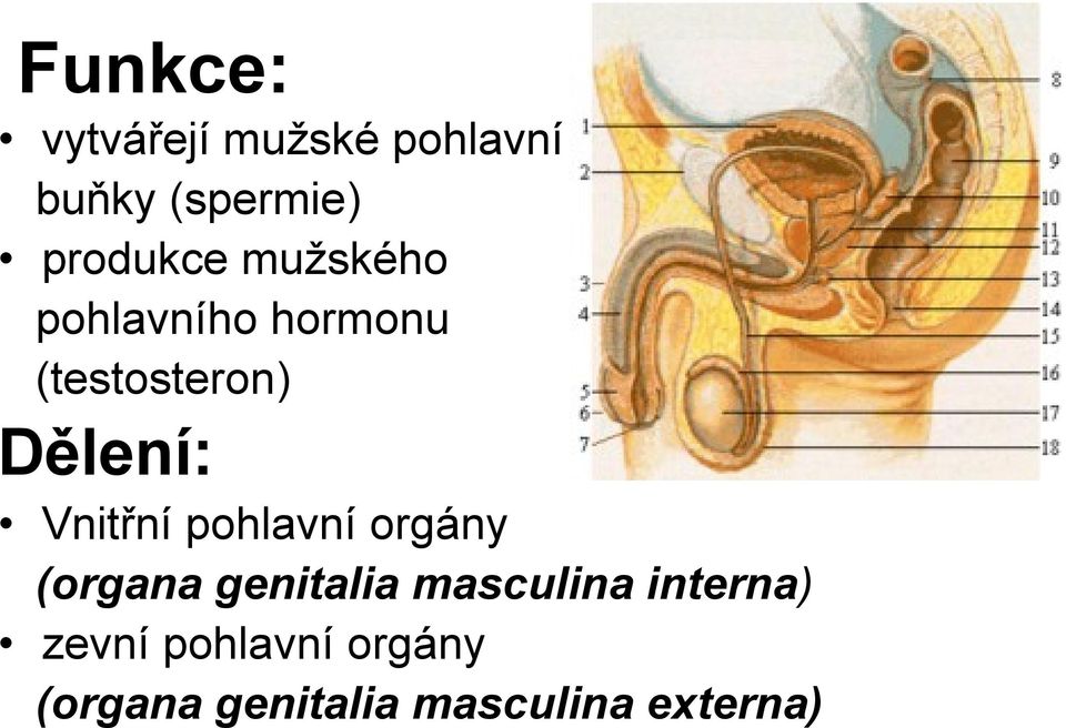 Dělení: Vnitřní pohlavní orgány (organa genitalia