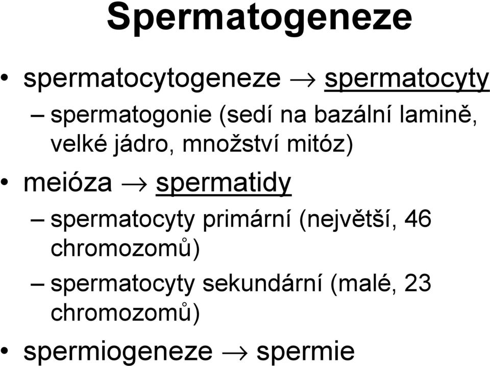 spermatidy spermatocyty primární (největší, 46 chromozomů)