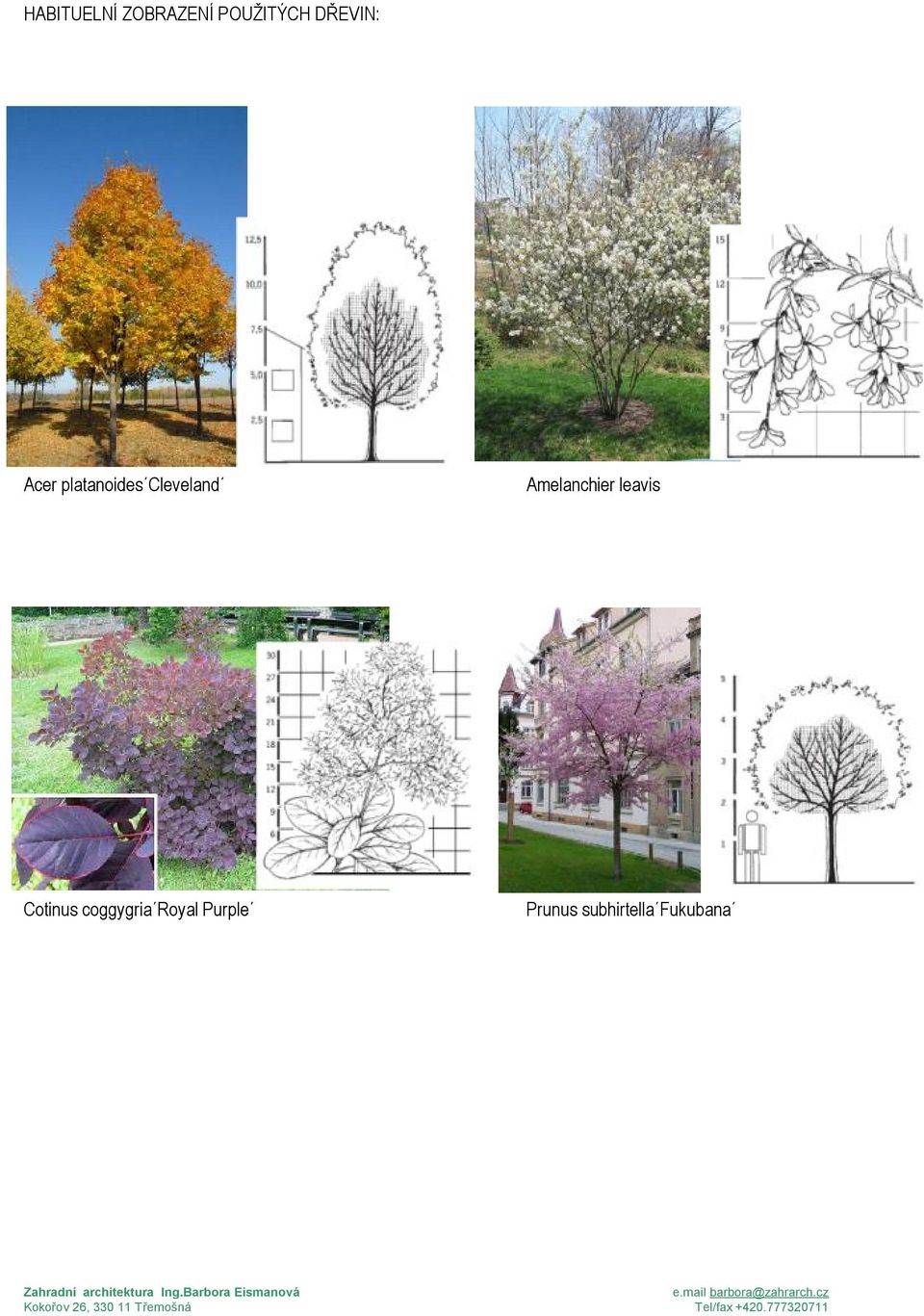 Amelanchier leavis Cotinus