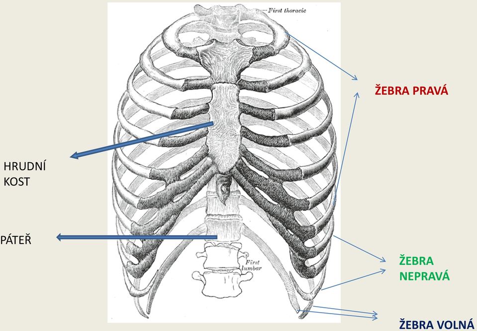 PÁTEŘ ŽEBRA