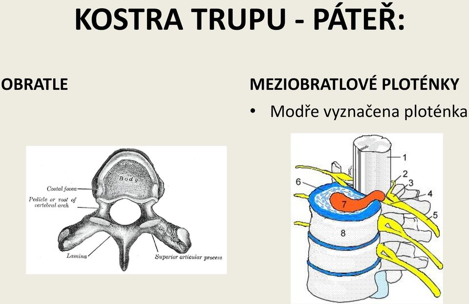 MEZIOBRATLOVÉ