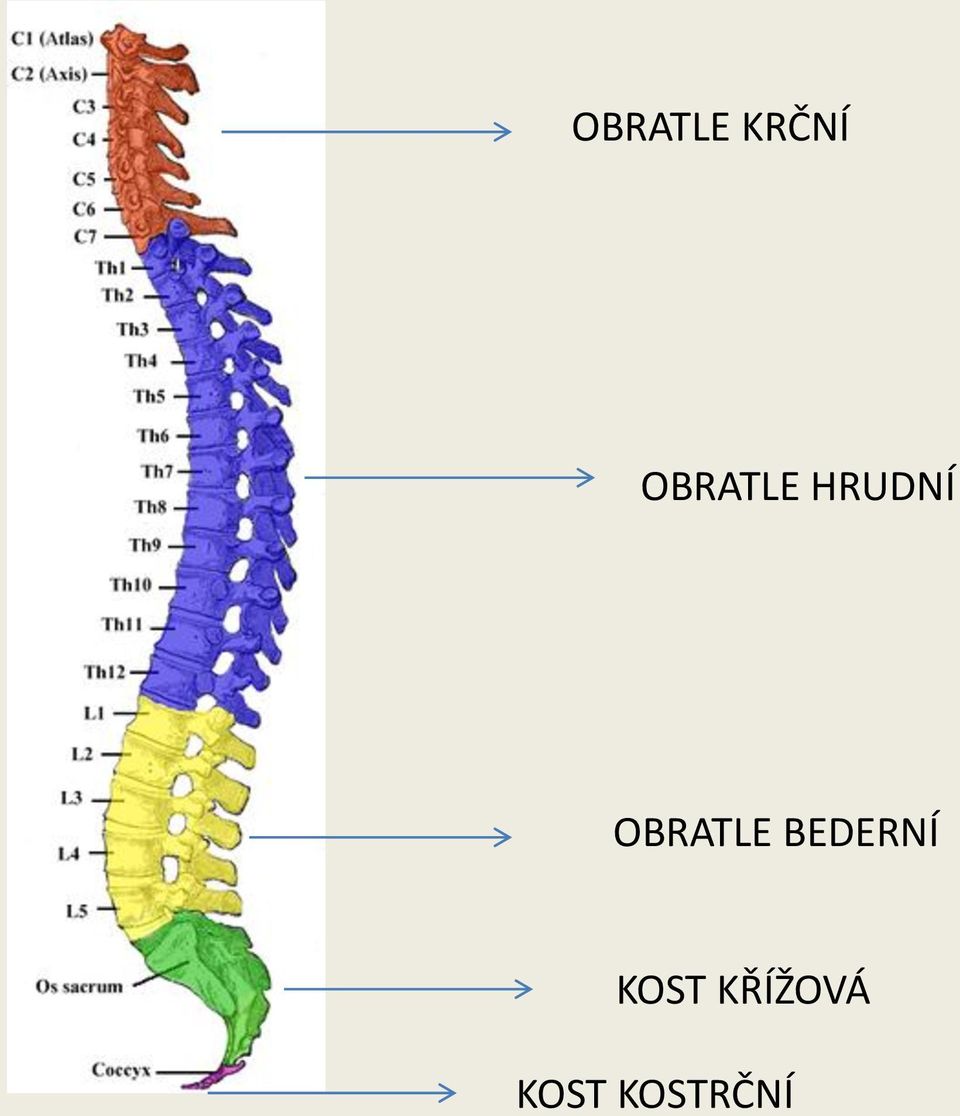 OBRATLE BEDERNÍ