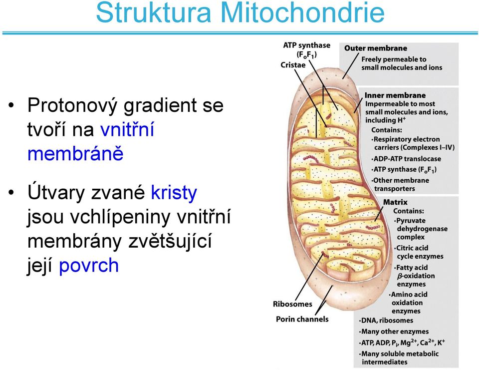 membráně Útvary zvané kristy jsou