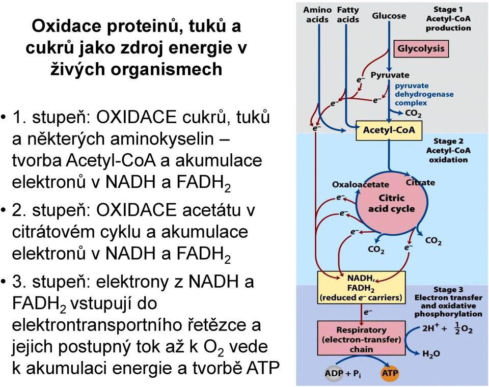 FADH 2 2. stupeň: OXIDACE acetátu v citrátovém cyklu a akumulace elektronů v NADH a FADH 2 3.