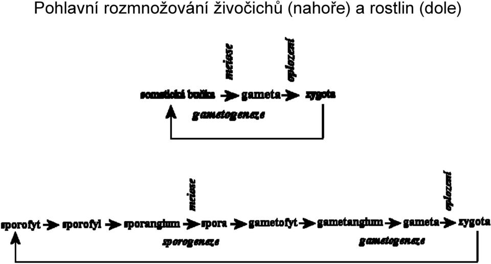 živočichů