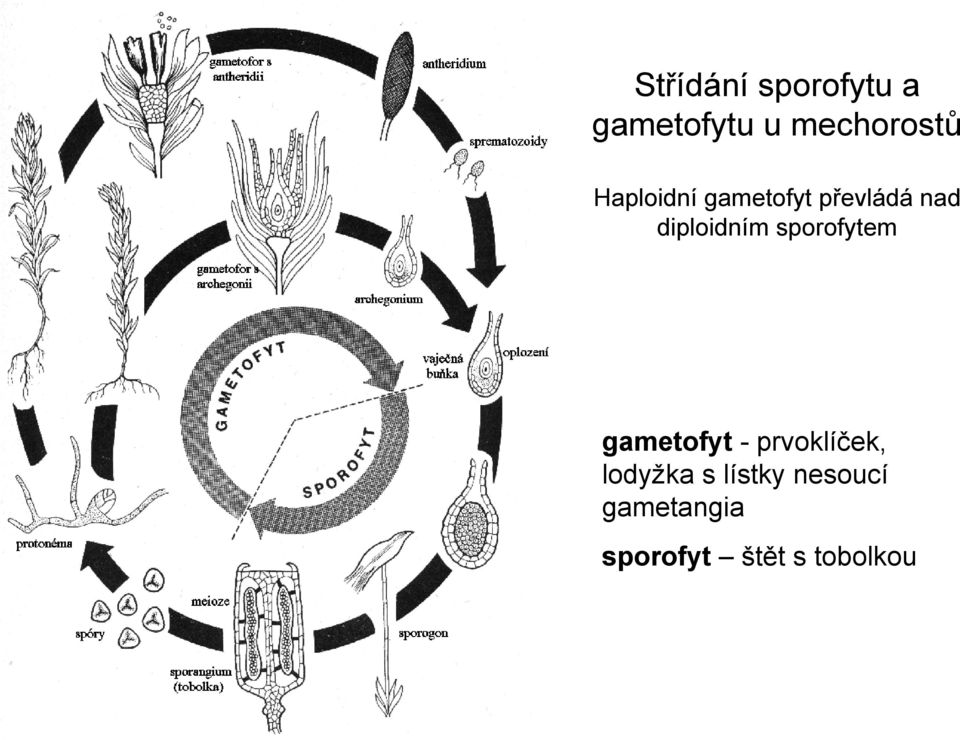 sporofytem gametofyt -prvoklíček, lodyžka s