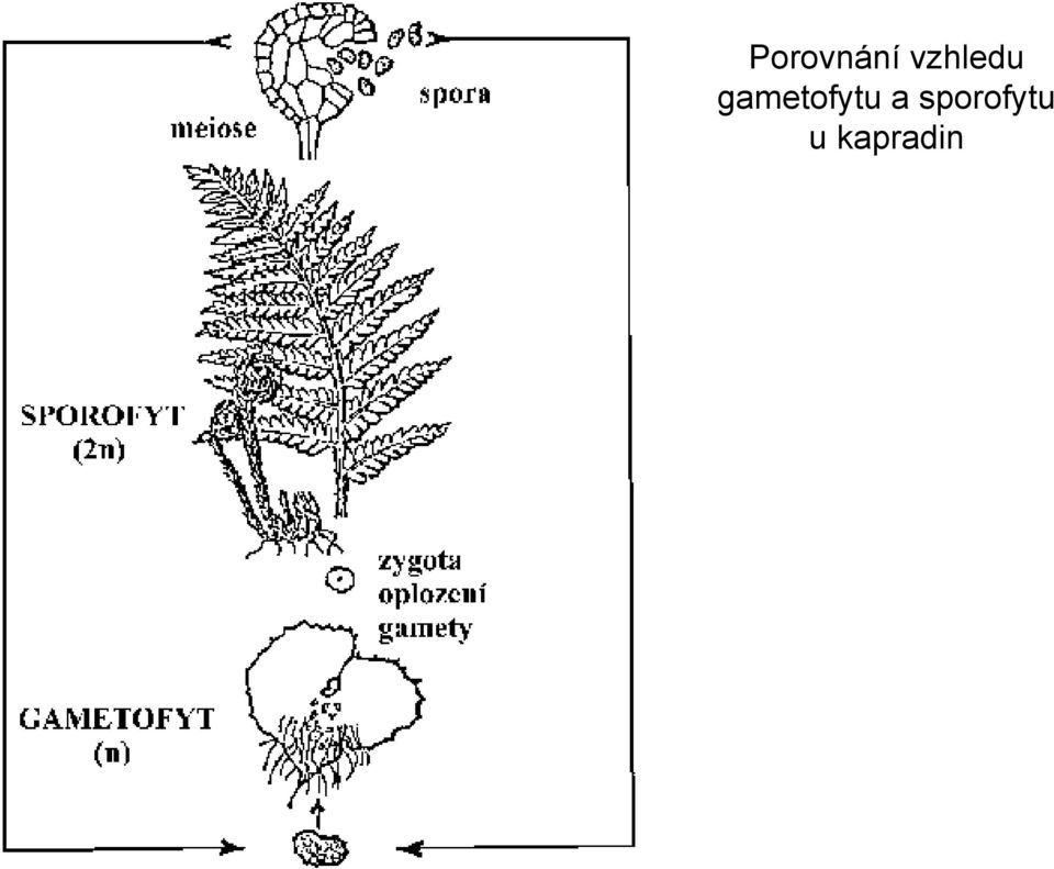 gametofytu a