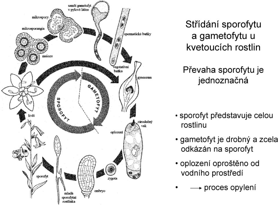 celou rostlinu gametofyt je drobný a zcela odkázán na