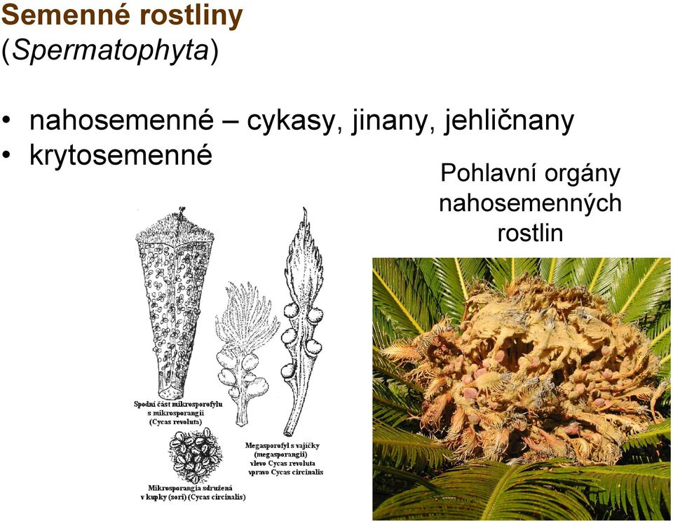 cykasy, jinany, jehličnany