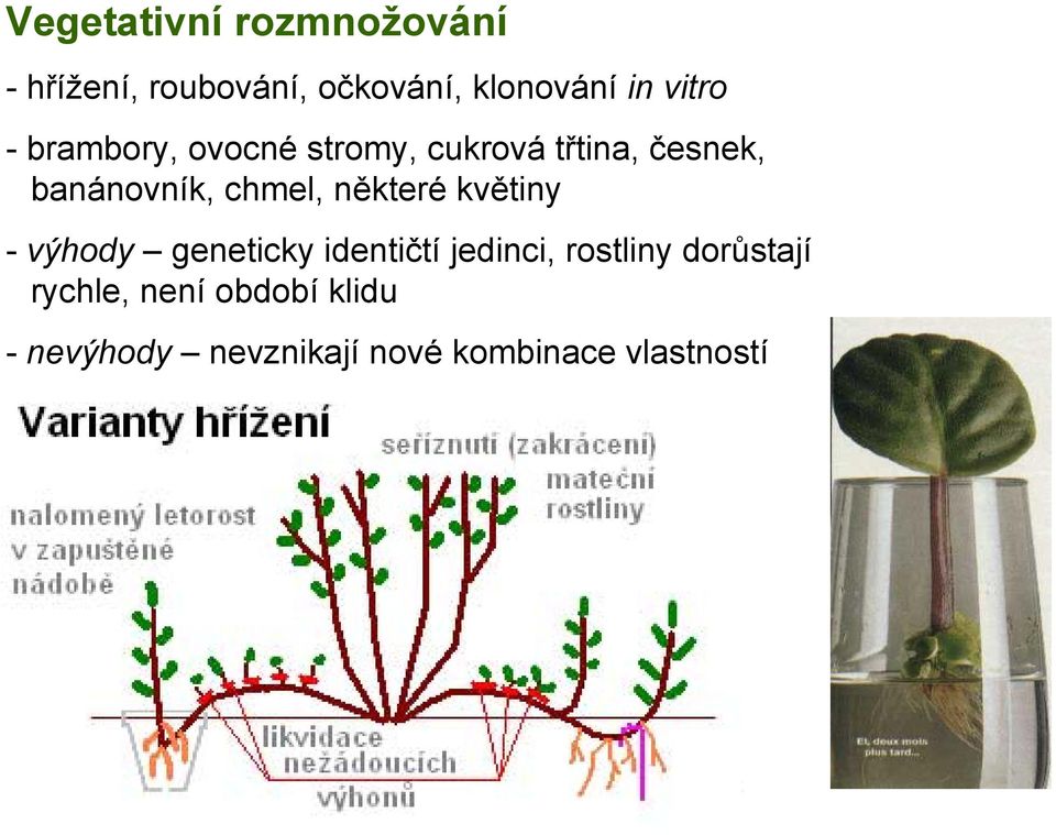 chmel, některé květiny - výhody geneticky identičtí jedinci, rostliny