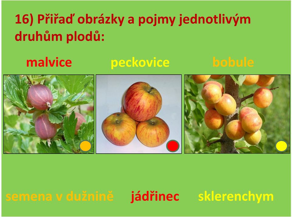 malvice peckovice bobule