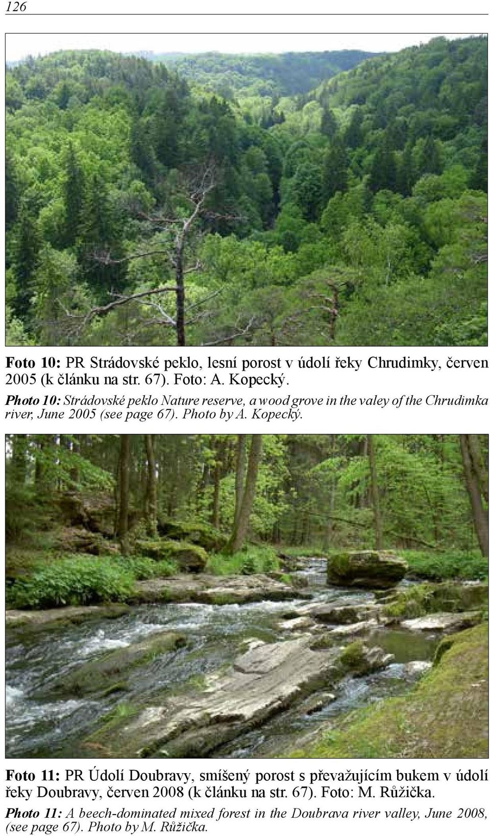 Kopecký. Foto 11: PR Údolí Doubravy, smíšený porost s převažujícím bukem v údolí řeky Doubravy, červen 2008 (k článku na str. 67).