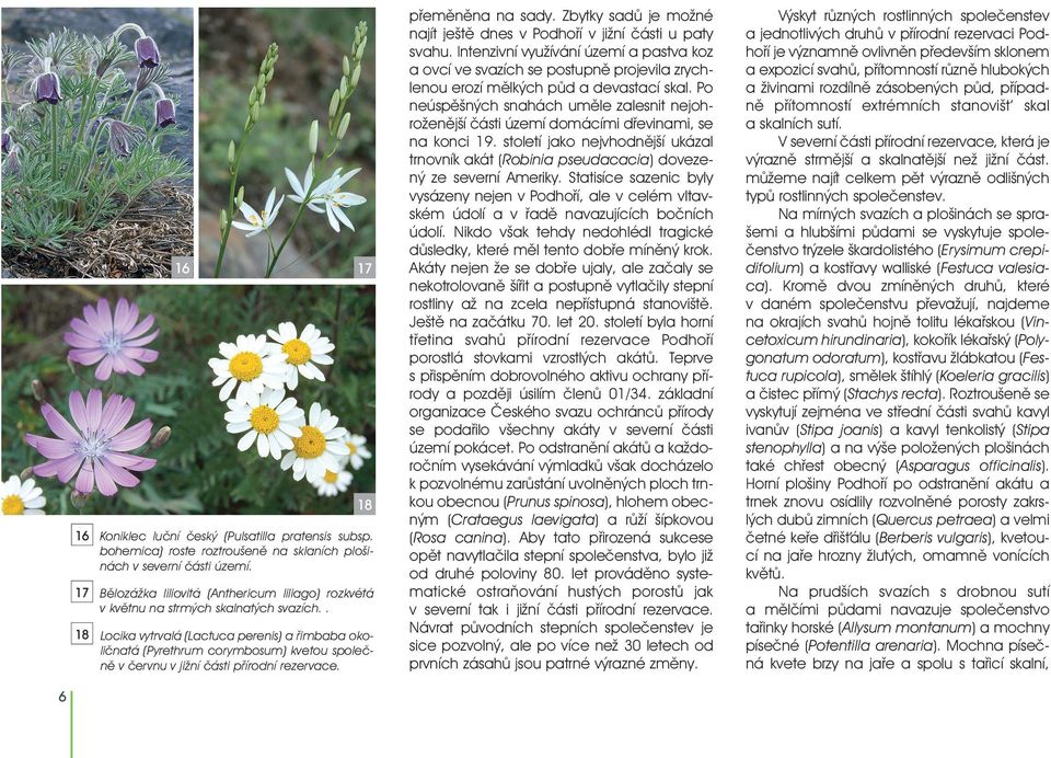 . Locika vytrvalá (Lactuca perenis) a øimbaba okoliènatá (Pyrethrum corymbosum) kvetou spoleènì v èervnu v jižní èásti pøírodní rezervace. pøemìnìna na sady.