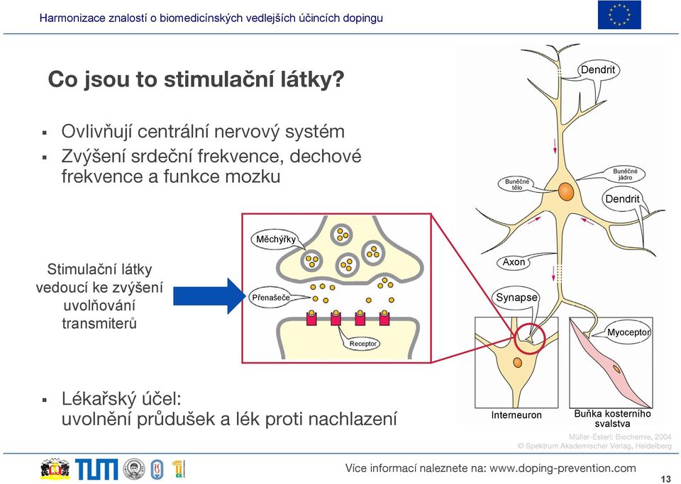 tělo Buněčné jádro Dendrit Měchýřky Stimulační látky vedoucí ke zvýšení uvolňování transmiterů Přenašeče