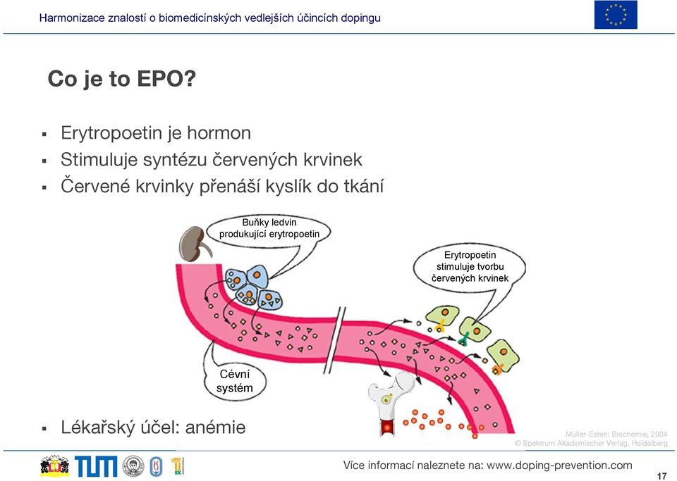 přenáší kyslík do tkání Buňky ledvin produkující erytropoetin Erytropoetin