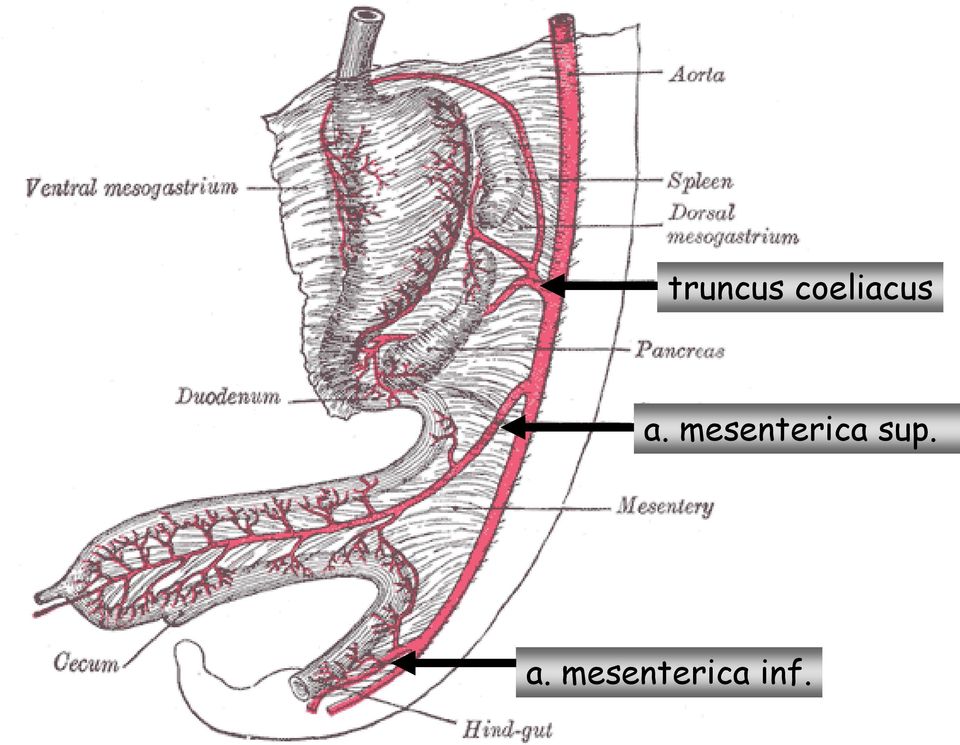 mesenterica