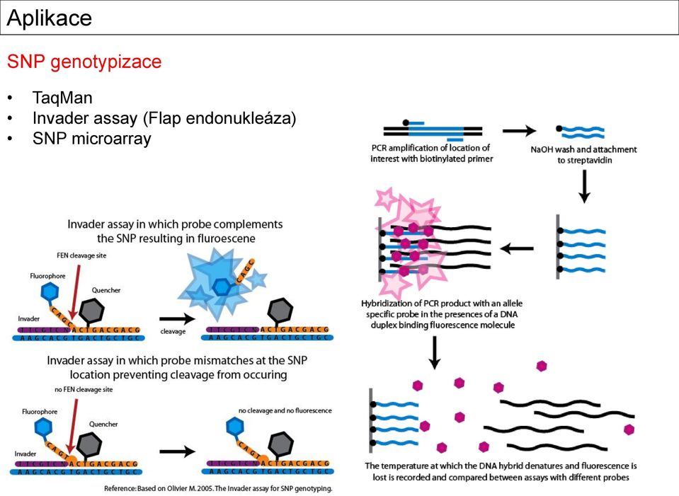 assay (Flap