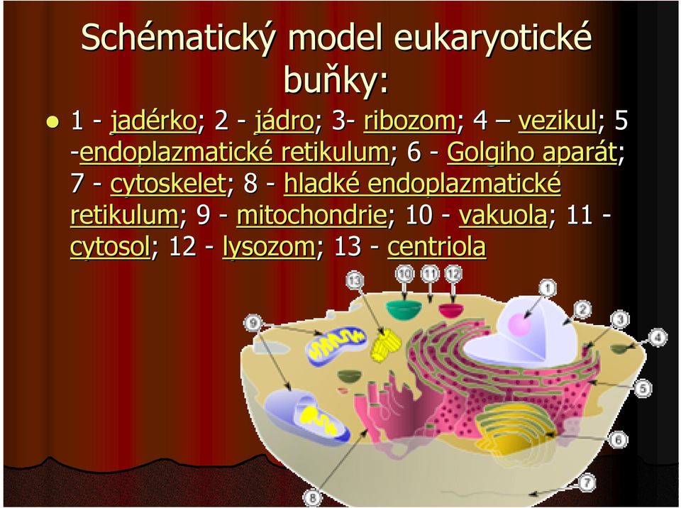 aparát; 7 - cytoskelet; ; 8 - hladké endoplazmatické retikulum; ; 9 -