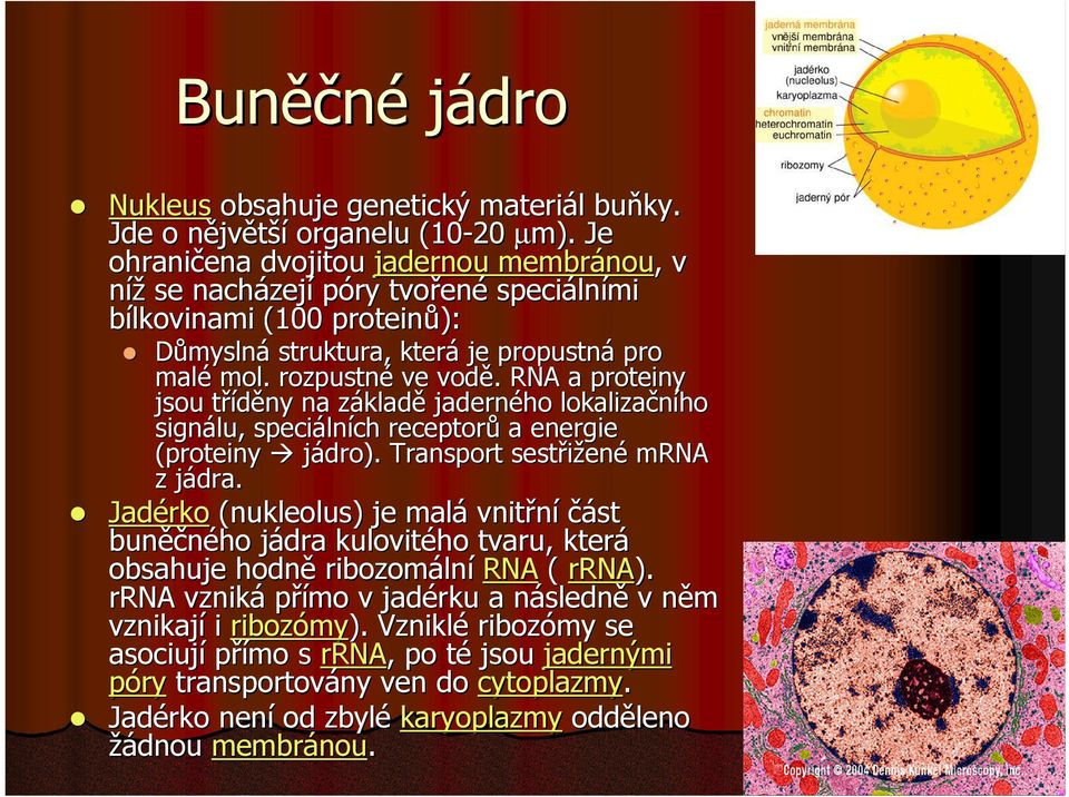 RNA a proteiny jsou tříděny na základě jaderného lokalizačního signálu, speciálních receptorů a energie (proteiny jádro). Transport sestřižen ené mrna z jádra.