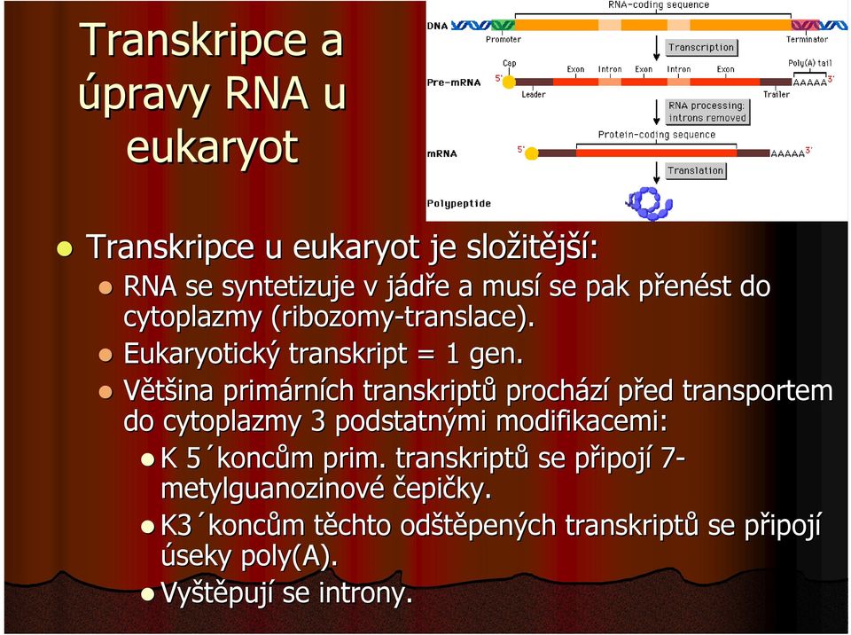 Většina primárních transkriptů prochází před transportem do cytoplazmy 3 podstatnými modifikacemi: K 5 koncům prim.