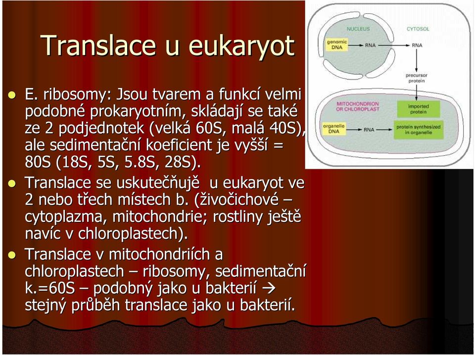 sedimentační koeficient je vyšší = 80S (18S, 5S, 5.8S, 28S). Translace se uskutečňujě u eukaryot ve 2 nebo třech místech b.