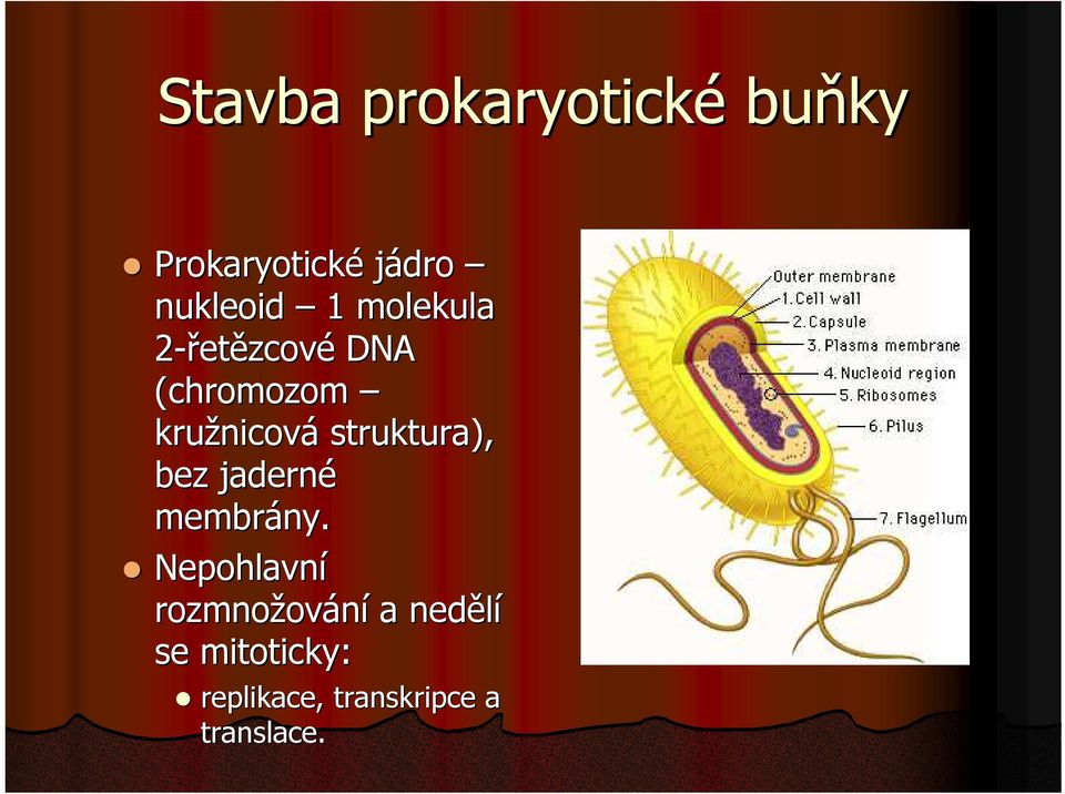 struktura), bez jaderné membrány.