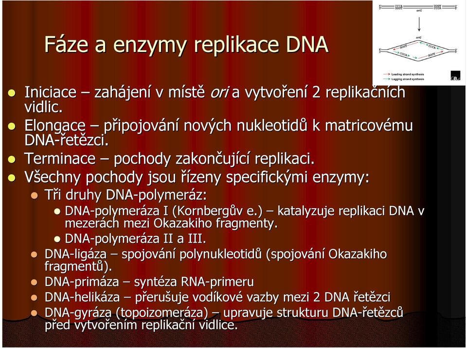 Všechny pochody jsou řízeny specifickými enzymy: Tři i druhy DNA-polymer polymeráz: DNA-polymer polymeráza I (Kornberg( Kornbergův e.