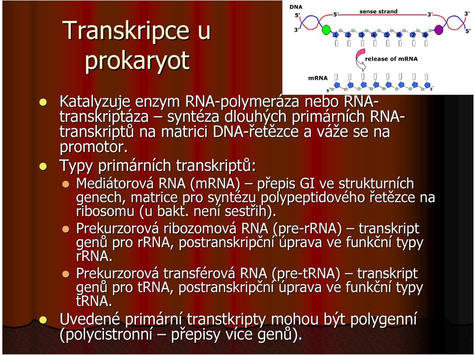 není sestřih). Prekurzorová ribozomová RNA (pre-rrna) rrna) transkript genů pro rrna, postranskripční úprava ve funkční typy rrna.