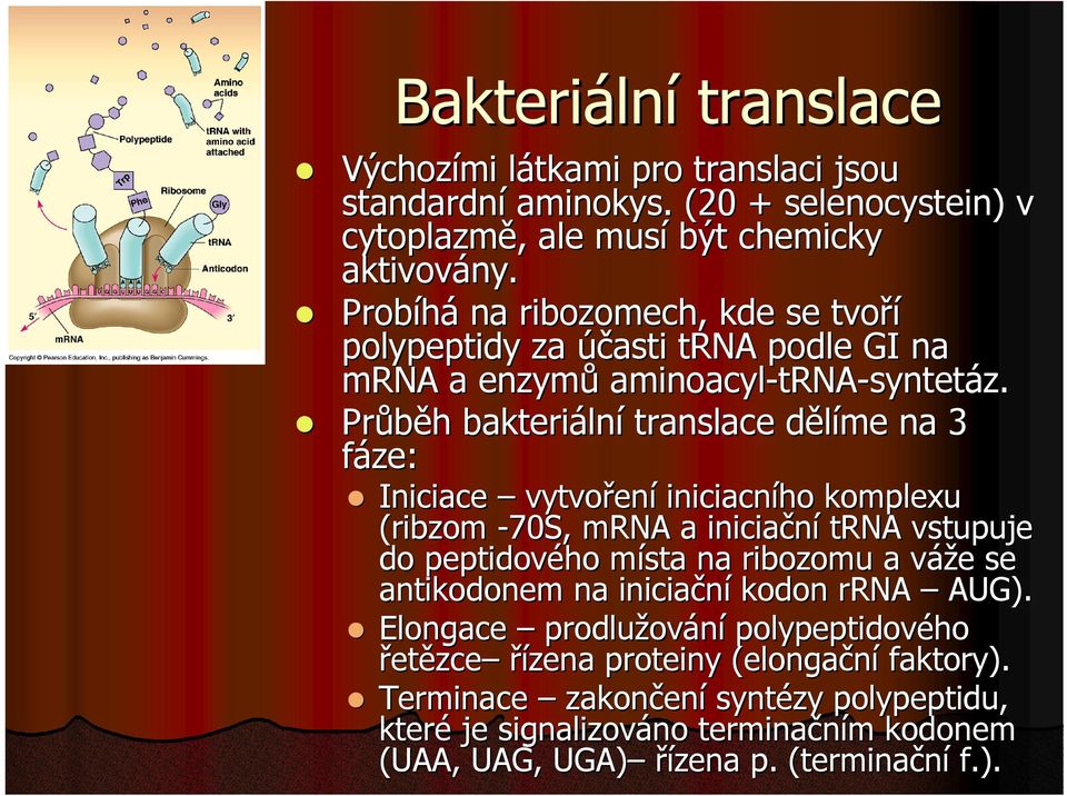 Průběh bakteriální translace dělíme na 3 fáze: Iniciace vytvoření iniciacního komplexu (ribzom -70S, mrna a iniciační trna vstupuje do peptidového místa na ribozomu a váže se