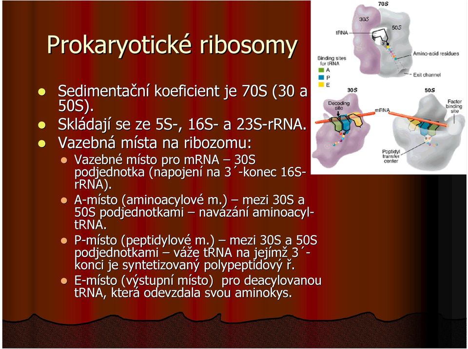 A-místo (aminoacylové( m.) mezi 30S a 50S podjednotkami navázání aminoacyl- trna. P-místo (peptidylové( m.