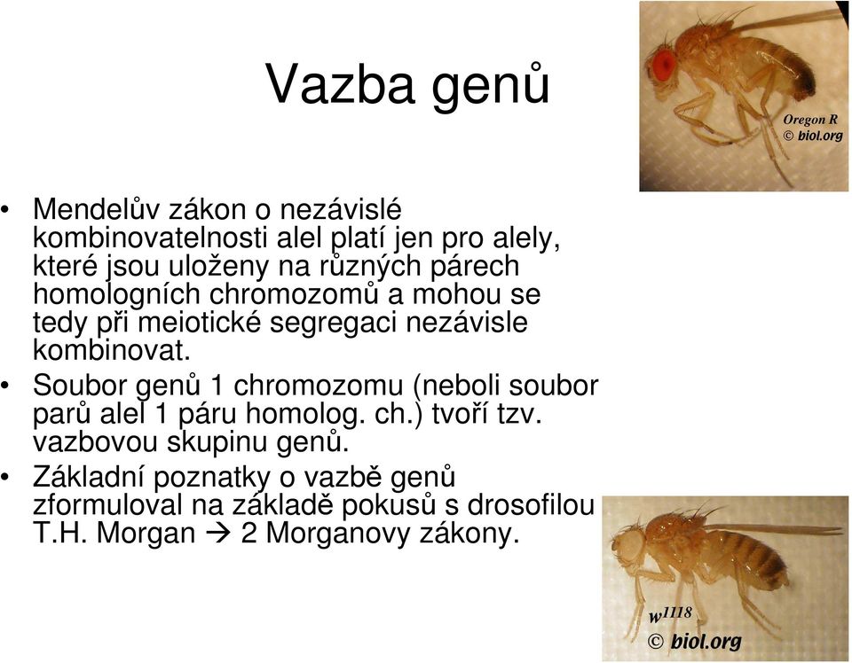 Soubor genů 1 chromozomu (neboli soubor parů alel 1 páru homolog. ch.) tvoří tzv. vazbovou skupinu genů.