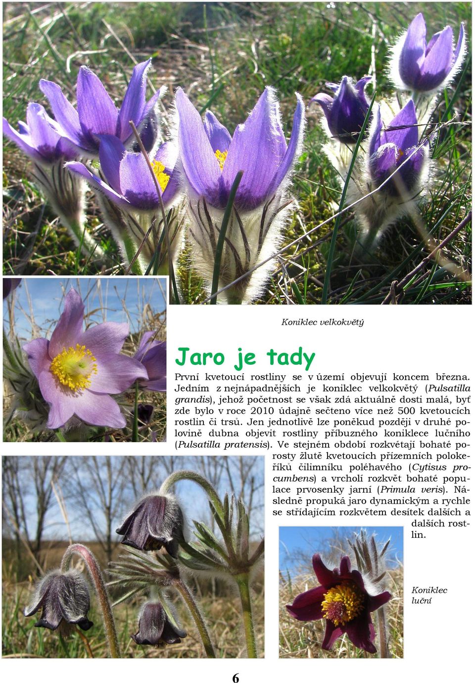 rostlin či trsů. Jen jednotlivě lze poněkud později v druhé polovině dubna objevit rostliny příbuzného koniklece lučního (Pulsatilla pratensis).