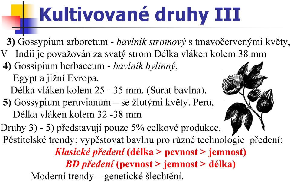 5) Gossypium peruvianum se žlutými květy. Peru, Délka vláken kolem 32-38 mm Druhy 3) - 5) představují pouze 5% celkové produkce.