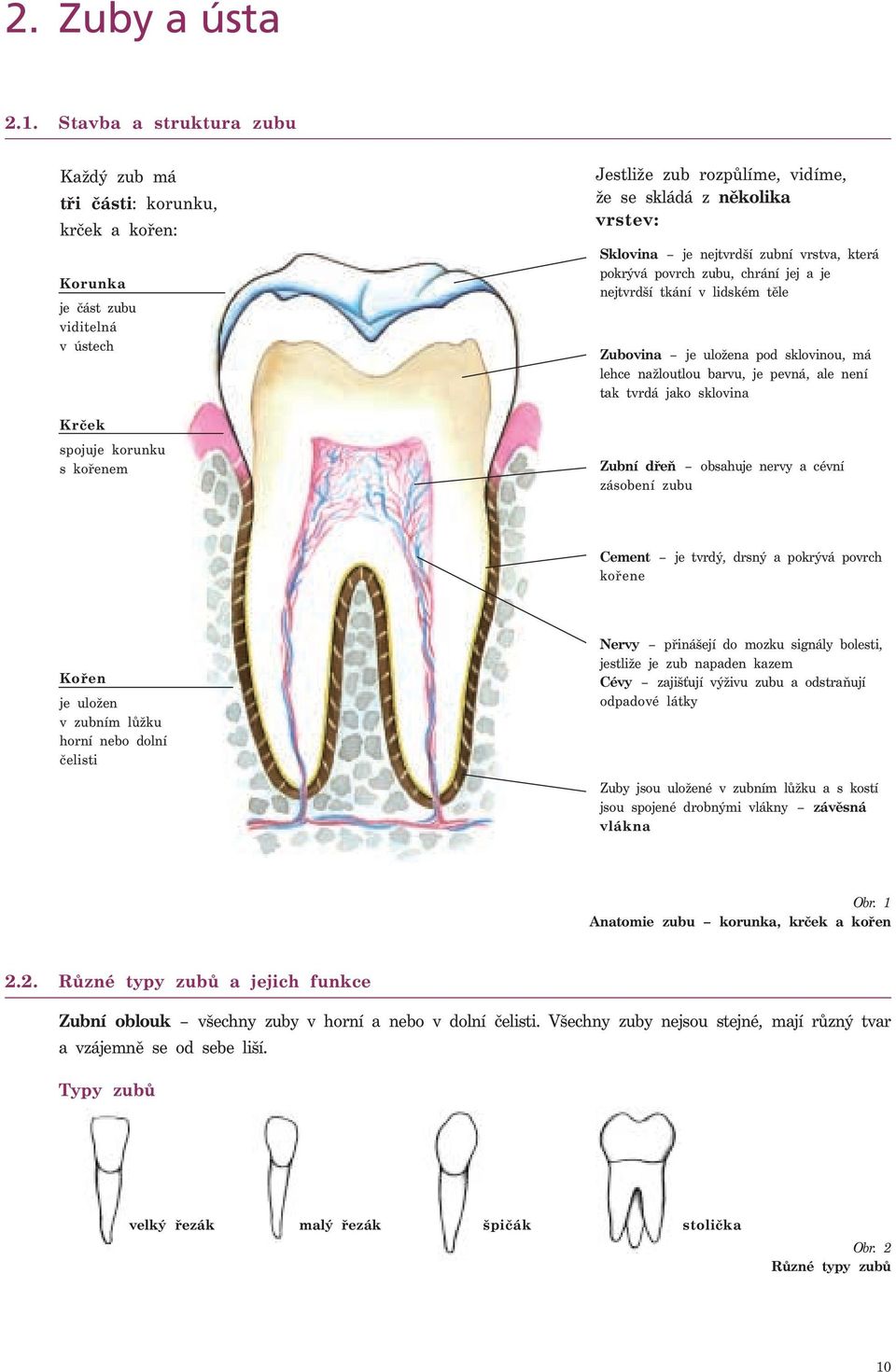 vrstev: Sklovina je nejtvrdší zubní vrstva, která pokrývá povrch zubu, chrání jej a je nejtvrdší tkání v lidském těle Zubovina je uložena pod sklovinou, má lehce nažloutlou barvu, je pevná, ale není