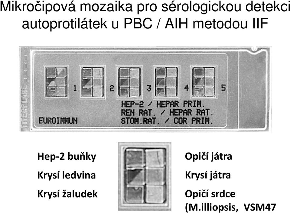 buňky Krysí ledvina Krysí žaludek Opičí