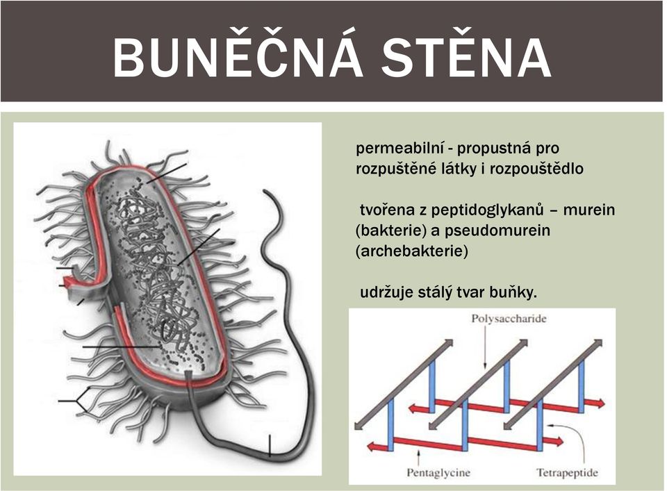peptidoglykanů murein (bakterie) a