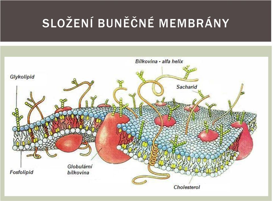 MEMBRÁNY