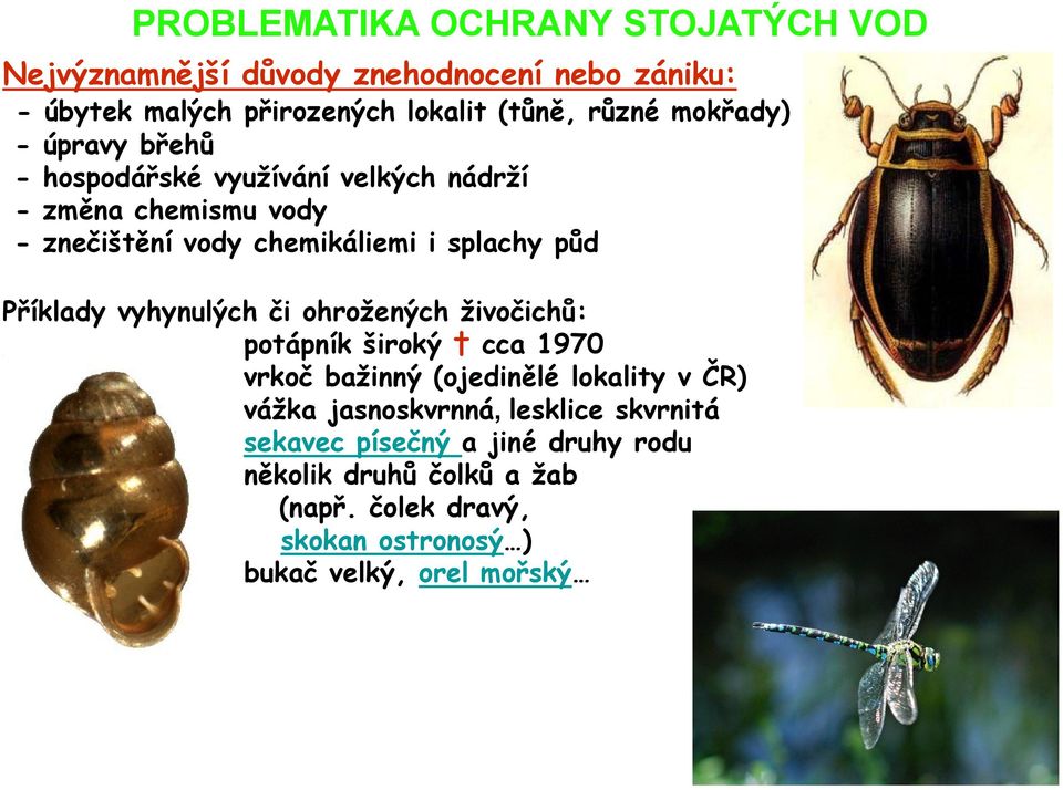 Příklady vyhynulých či ohrožených živočichů: potápník široký cca 1970 vrkoč bažinný (ojedinělé lokality v ČR) vážka jasnoskvrnná,