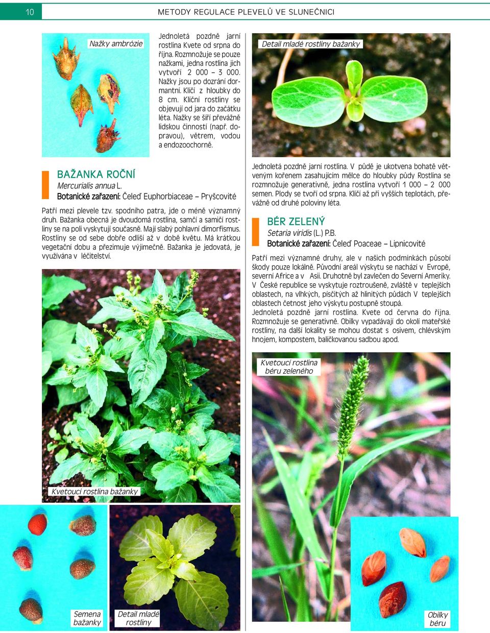 Detail mladé rostliny bažanky BAŽANKA ROČNÍ Mercurialis annua L. Botanické zařazení: Čeleď Euphorbiaceae Pryšcovité Patří mezi plevele tzv. spodního patra, jde o méně významný druh.