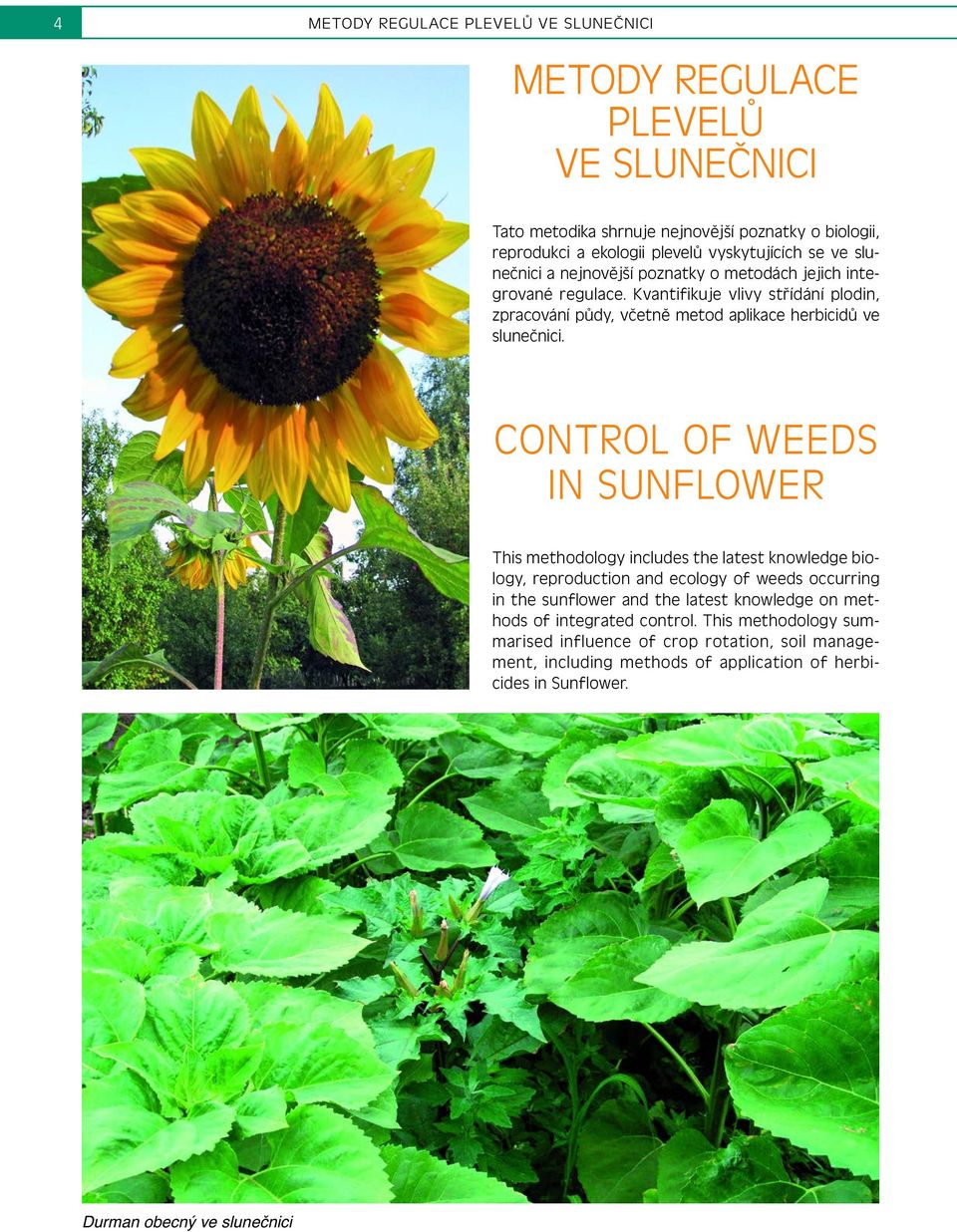 CONTROL OF WEEDS IN SUNFLOWER This methodology includes the latest knowledge biology, reproduction and ecology of weeds occurring in the sunflower and the latest knowledge on
