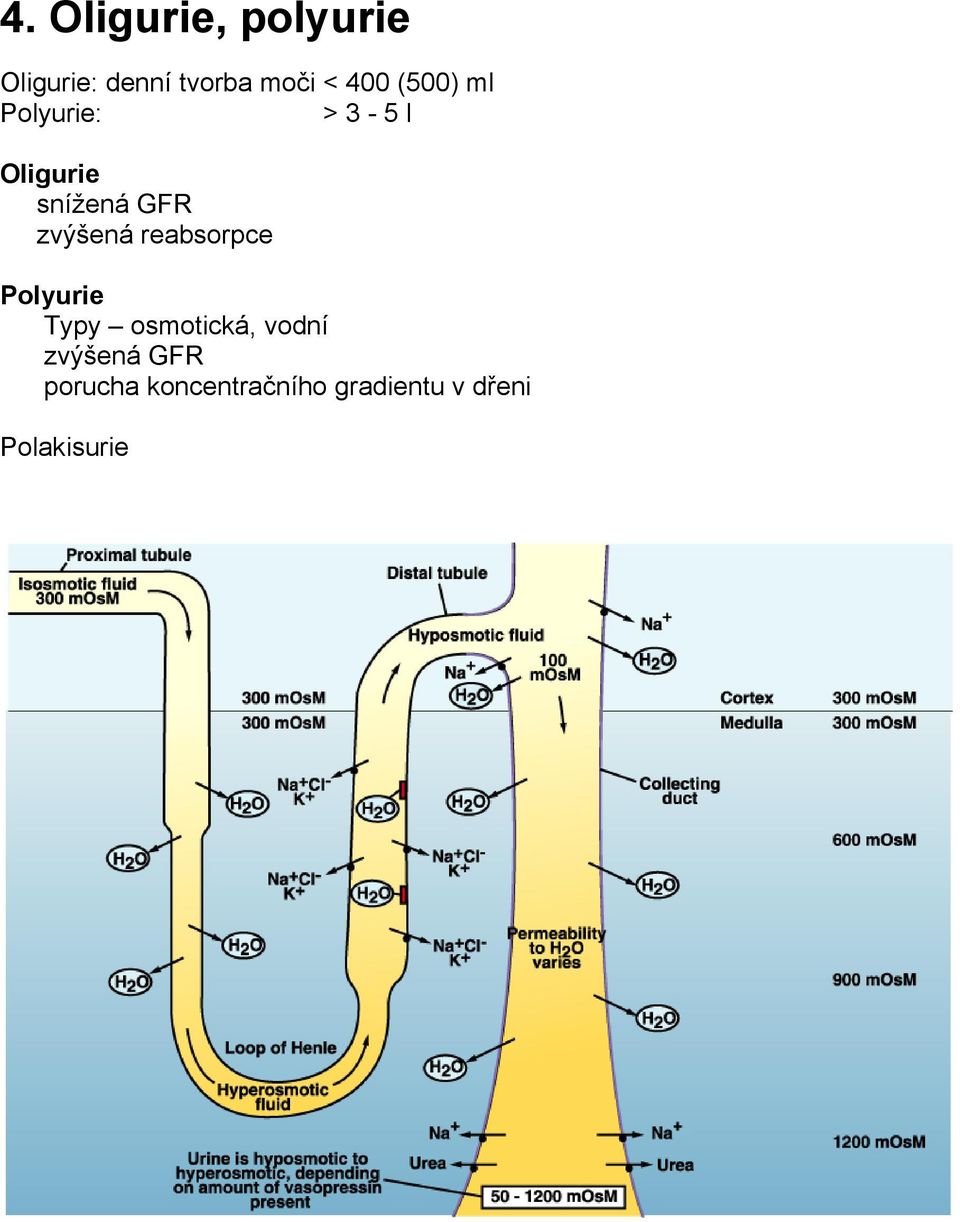 zvýšená reabsorpce Polyurie Typy osmotická, vodní