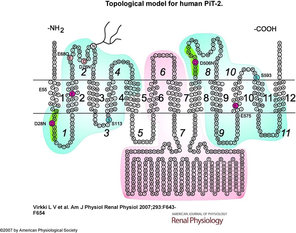 Am J Physiol Renal Physiol