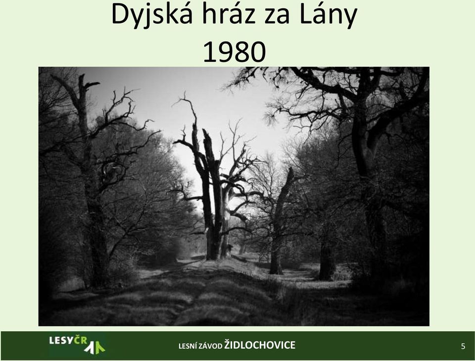 Lány 1980