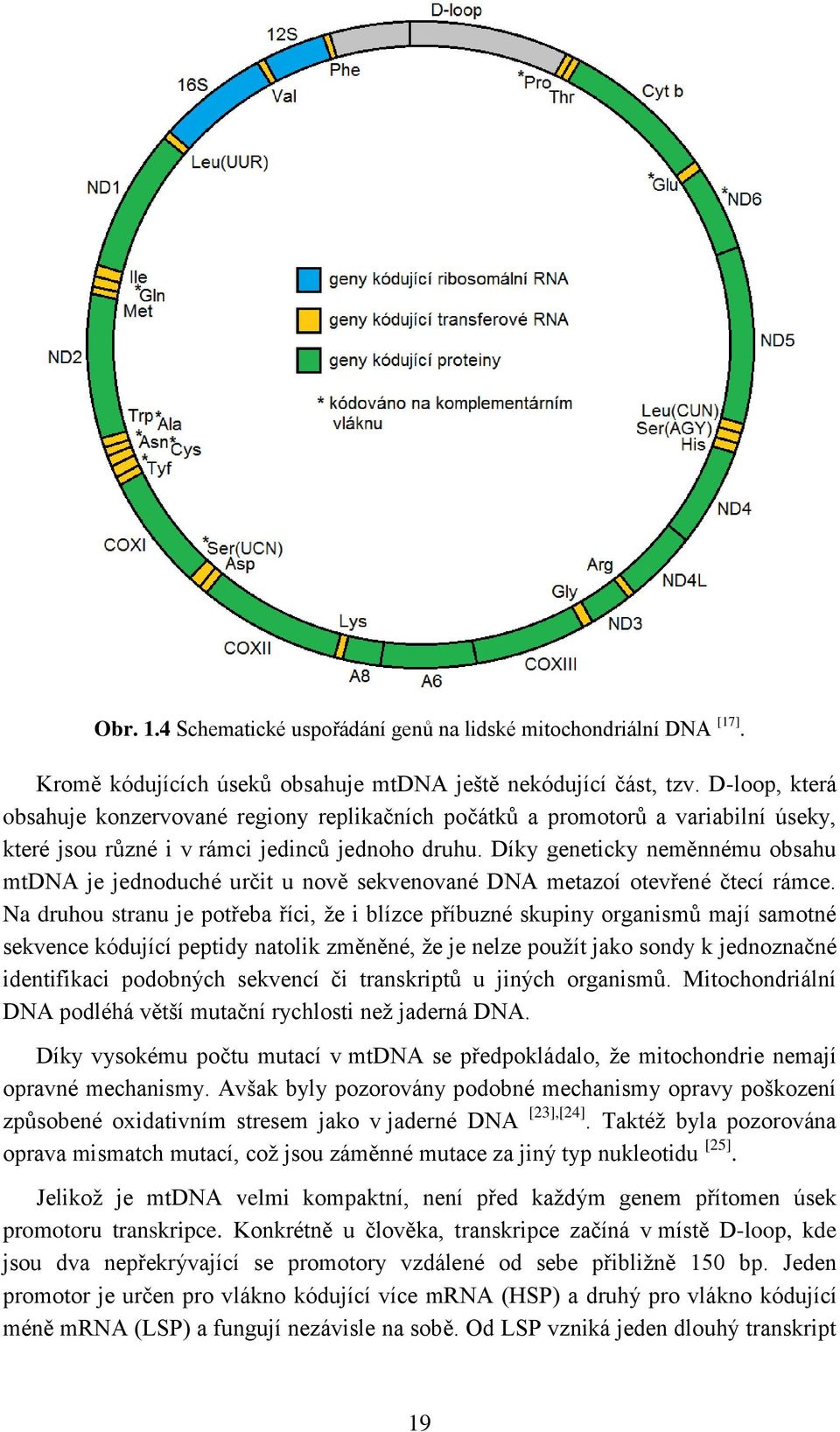 Díky geneticky neměnnému obsahu mtdna je jednoduché určit u nově sekvenované DNA metazoí otevřené čtecí rámce.