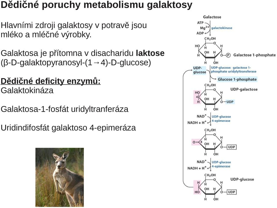 Galaktosa je přítomna v disacharidu laktose (β-d-galaktopyranosyl-(1