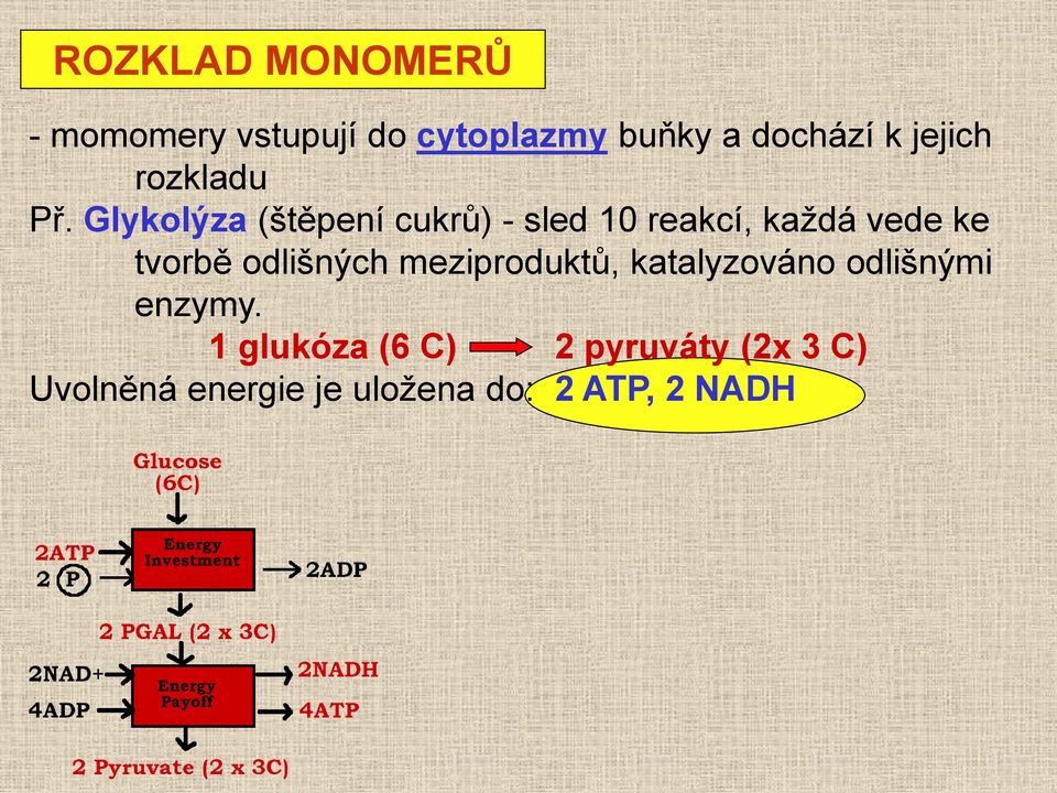 Glykolýza (štěpení cukrů) - sled 10 reakcí, každá vede ke tvorbě