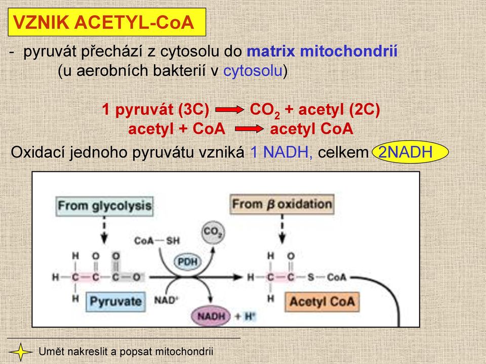 CO 2 + acetyl (2C) acetyl + CoA acetyl CoA Oxidací jednoho