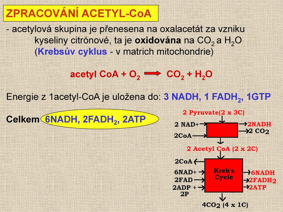 cyklus - v matrich mitochondrie) acetyl CoA + O 2 CO 2 + H 2 O Energie z